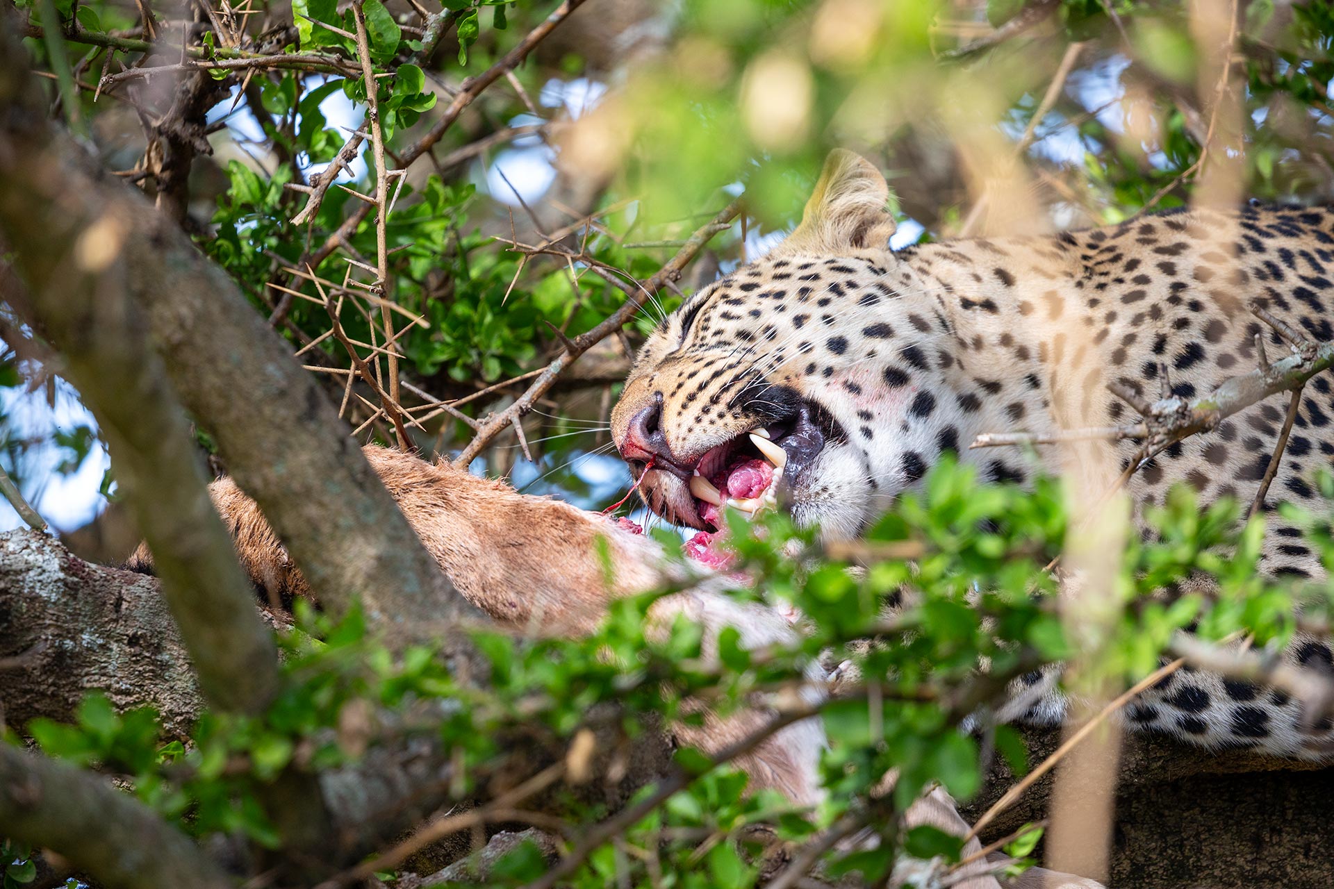 Tanzania Safari